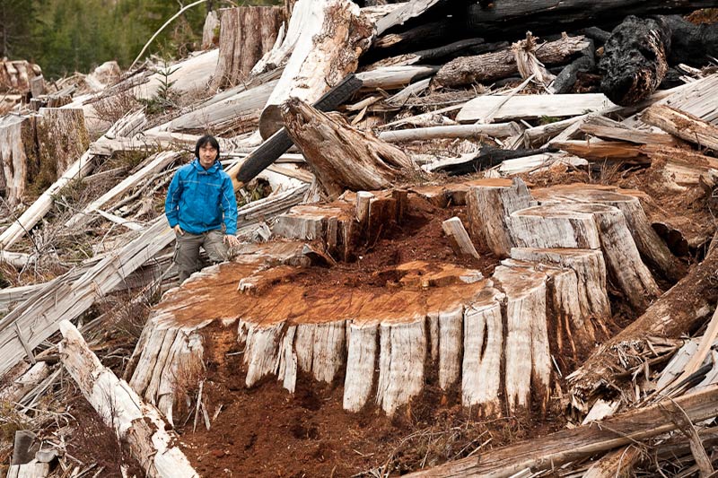 Ancient Forest Alliance, Vancouver Island, British Columbia: Giant Redcedar Stump, Bugaboo Creek, Gordon River Valley