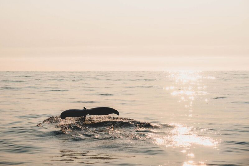 Cameron Ocean Adventures, Whale Watching and Fishing in Ucluelet, Vancouver Island, British Columbia