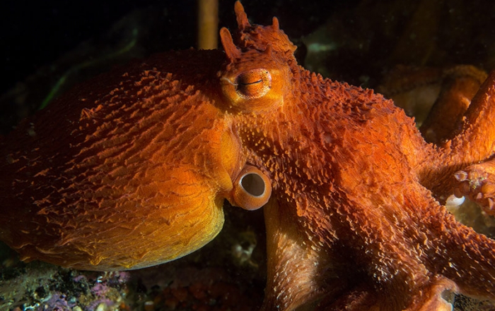 Giant Pacific Octopus: Opening Day and New Residents at Ucluelet Aquarium, Vancouver Island, British Columbia